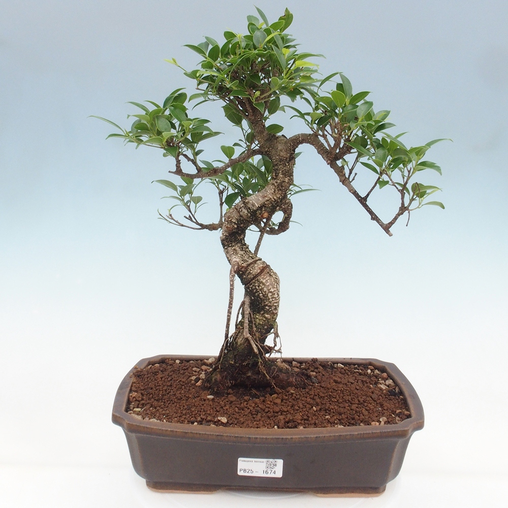 Izbová bonsai - Ficus kimmen - malolistý fikus