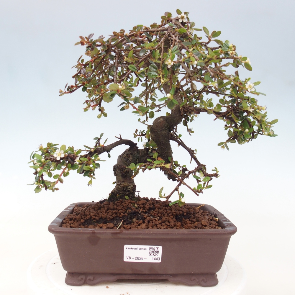 Vonkajší bonsaj-Cotoneaster dammeri - Damerova skala