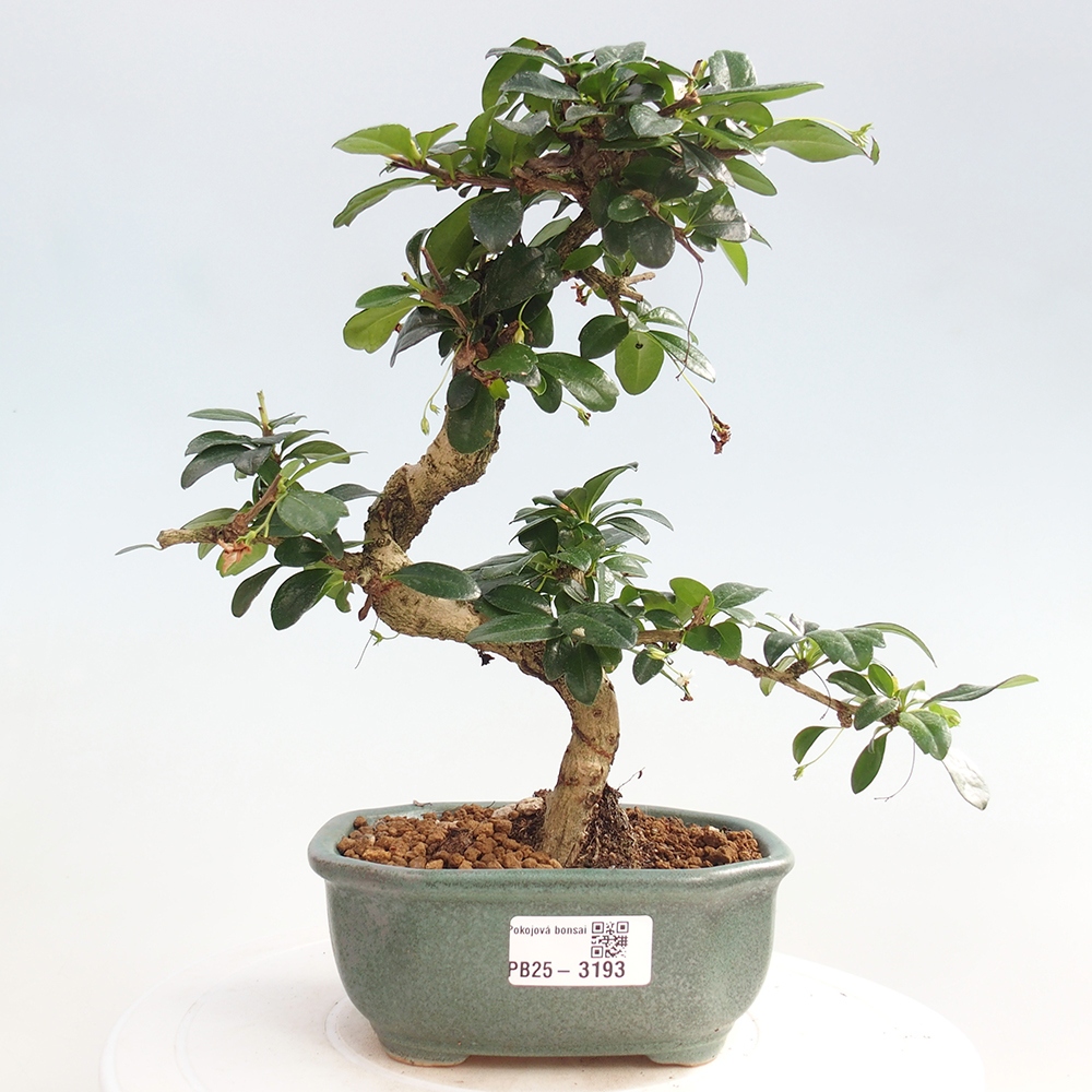 Izbová bonsai - Carmona macrophylla - Čaj fuki