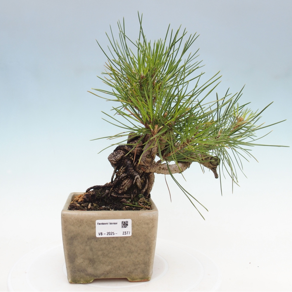 Vonkajší bonsai - Pinus thunbergii - Borovica thunbergova