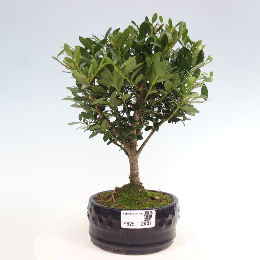 Izbová bonsai - Ilex crenata - Cezmína