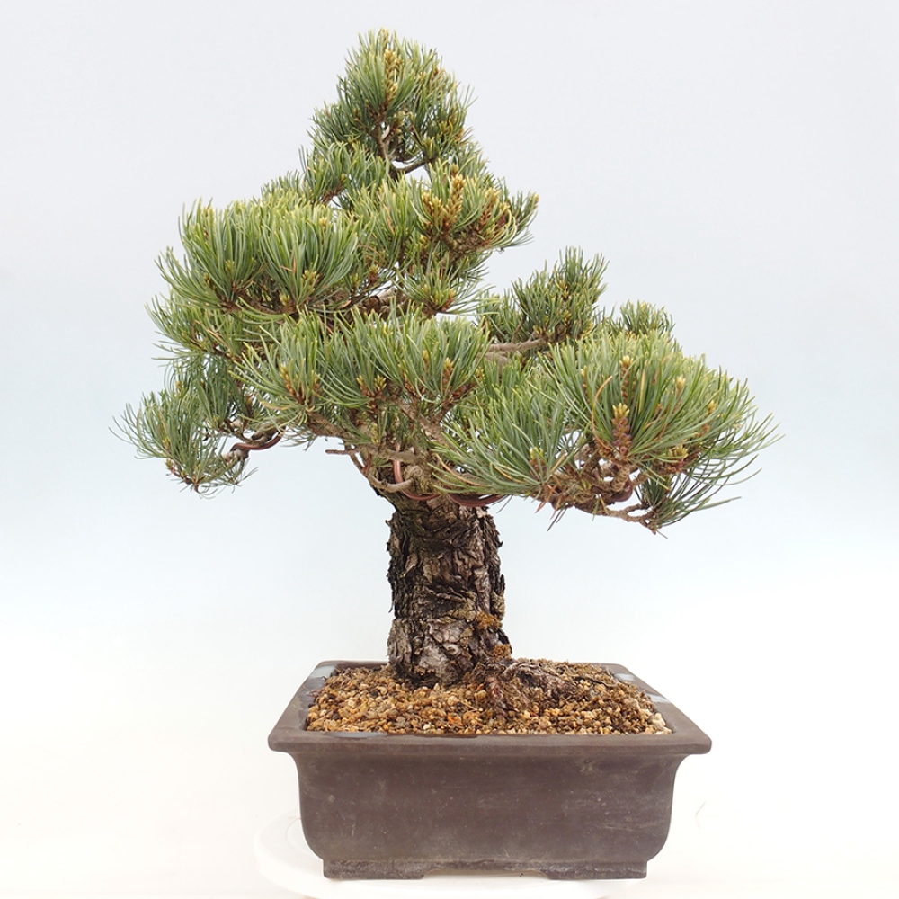 Vonkajšie bonsaje - Pinus parviflora - Pinus parviflora