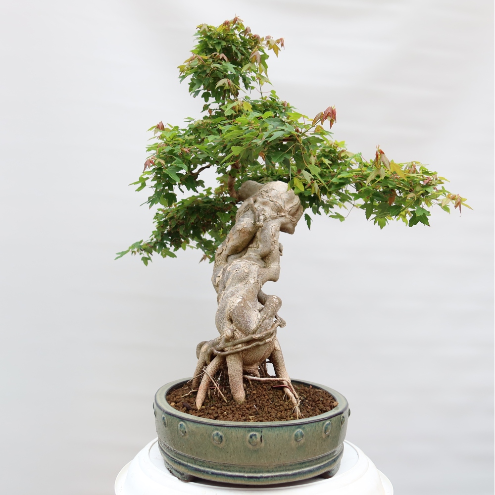 Vonkajšie bonsaje - Javor Burger - Acer Burgerianum