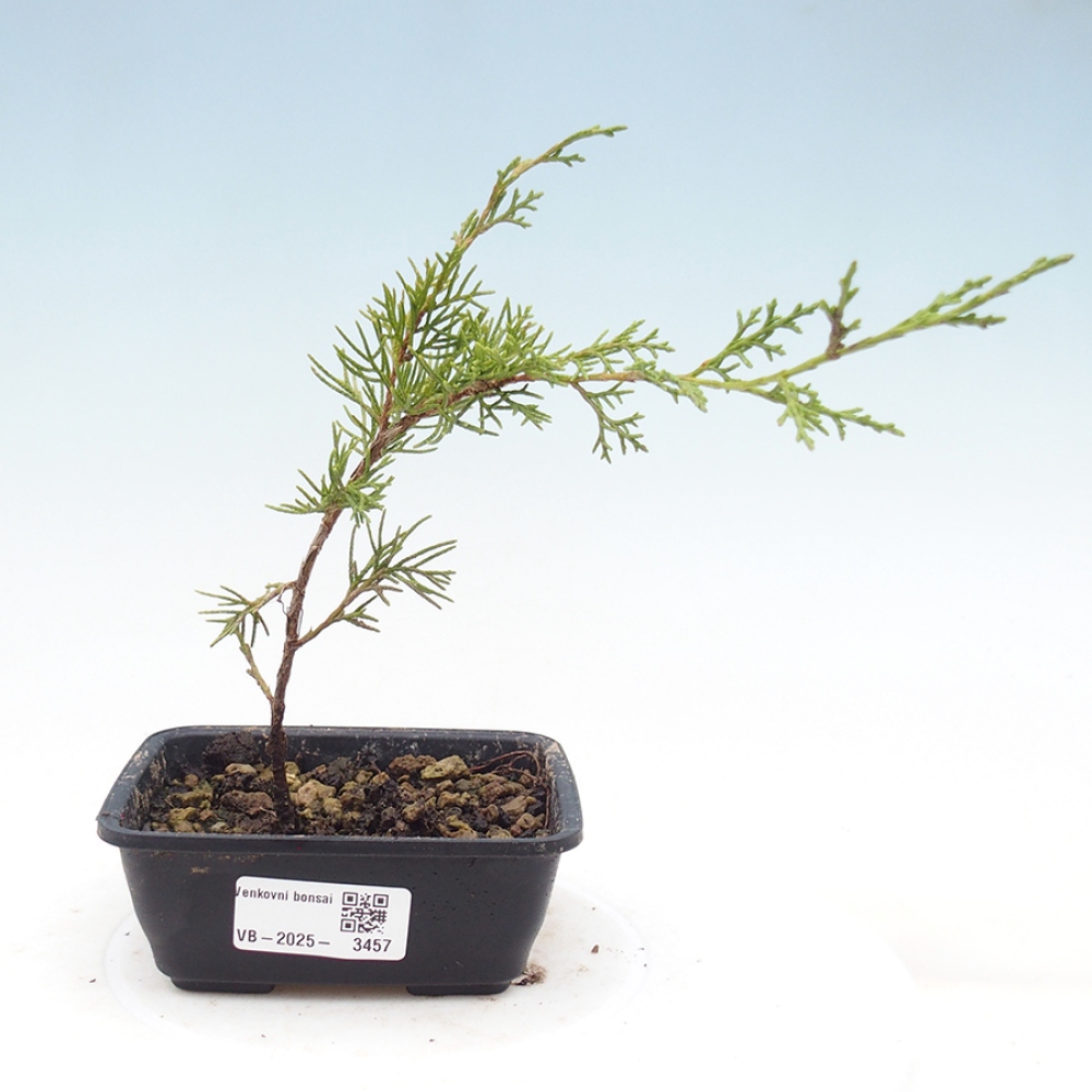 Vonkajší bonsai - Juniperus chinensis Itoigawa -Jalovec čínsky