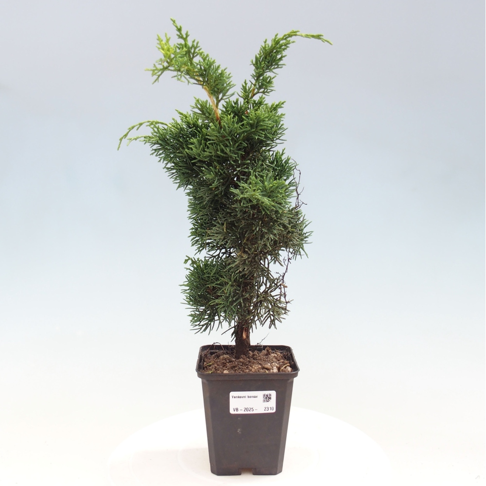 Vonkajšie bonsai - Juniperus chinensis Kishu -Jalovec čínsky