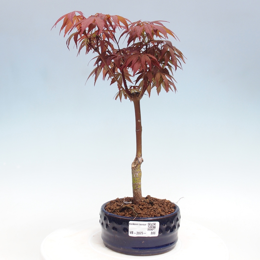 Vonkajší bonsai - Acer palm. Atropurpureum-Javor dlanitolistý