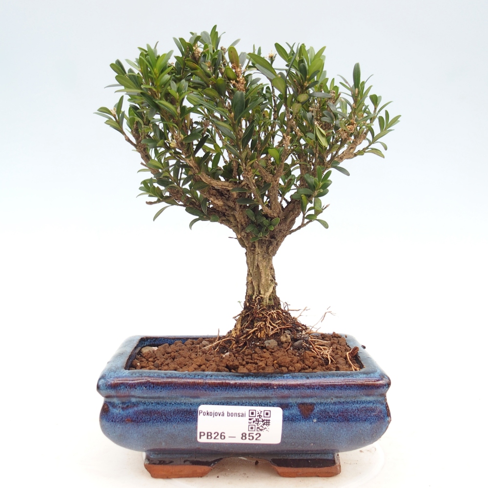 Izbové bonsaje - Buxus harlandii - korkový buxus