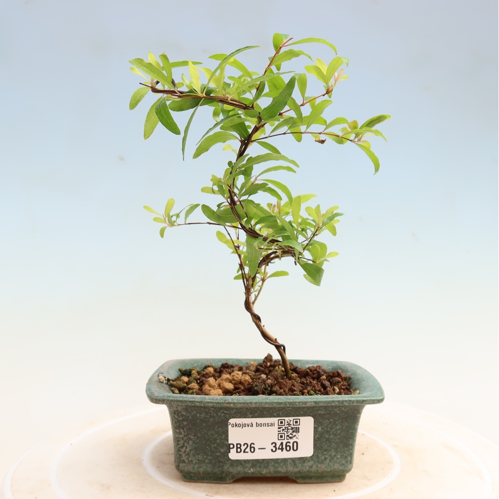 Izbový bonsaj-PUNICA granatum nana-Granátové jablko