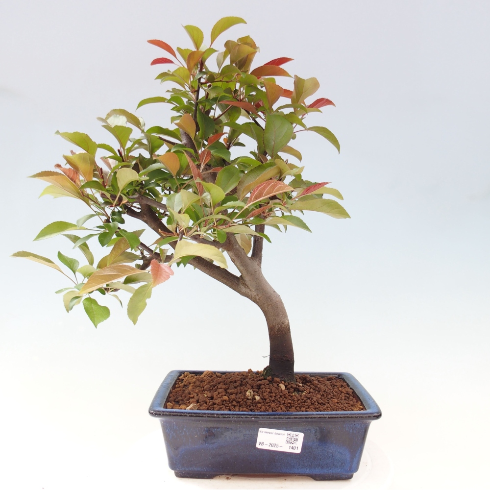Vonkajší bonsai -Malus domestica - Maloplodá jabloň červenolistá