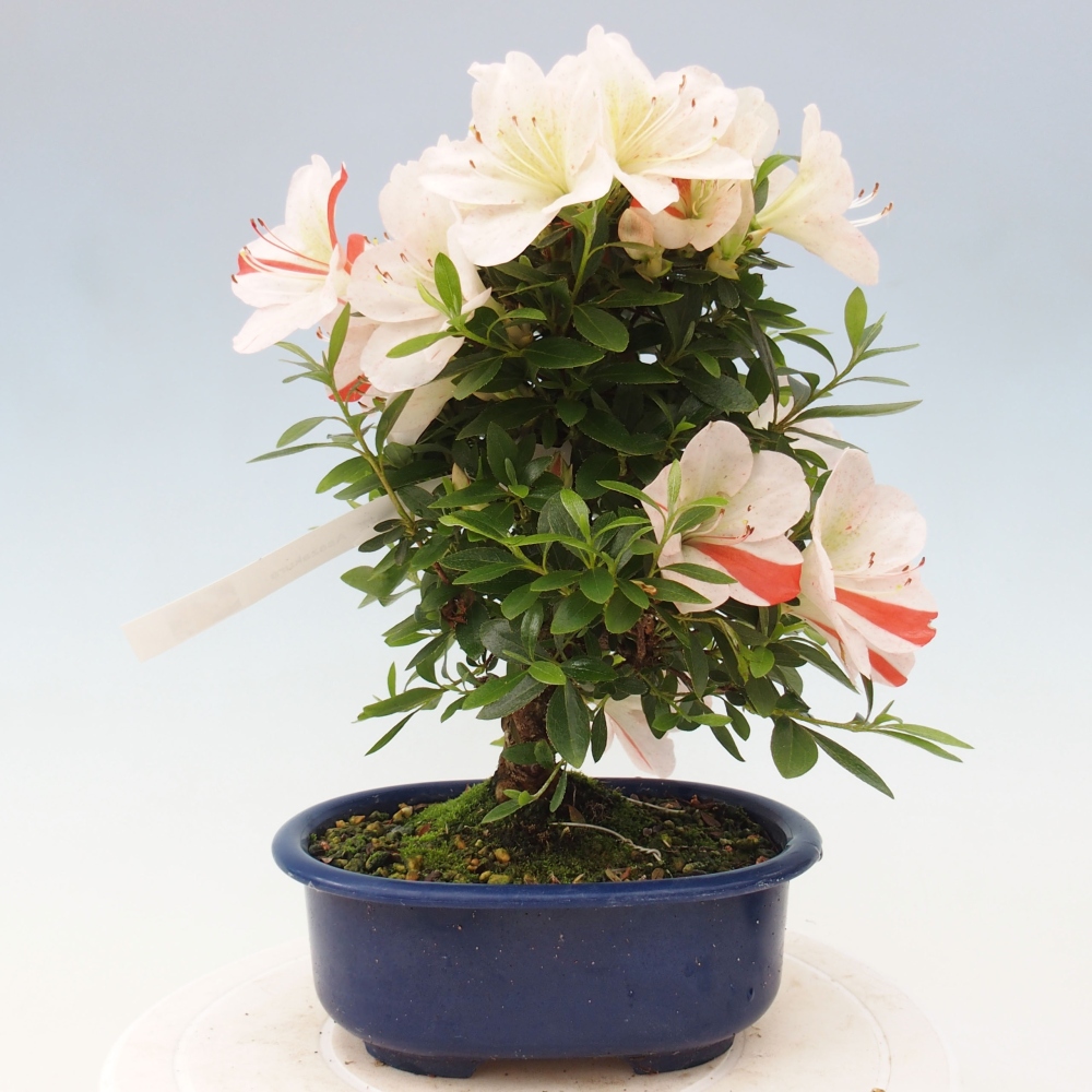 Vonkajší bonsai - Japonská azalka -  Azalea Asazakura