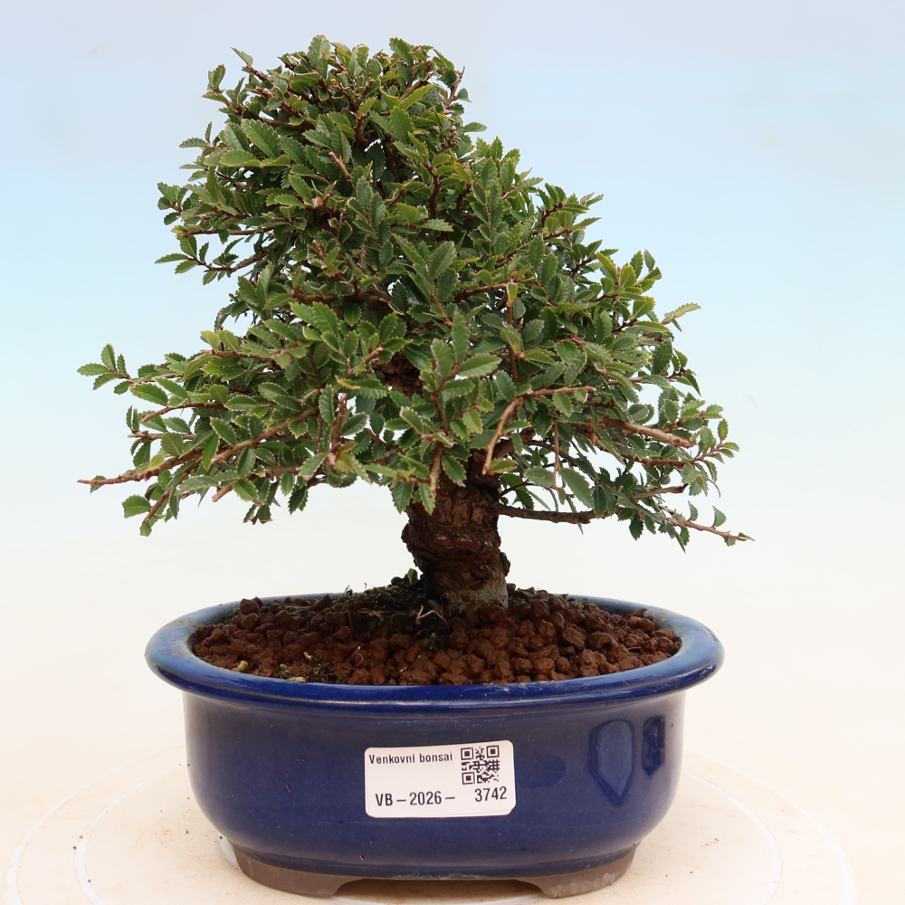 Vonkajšie bonsaje - Zelkova - Zelkova NIRE