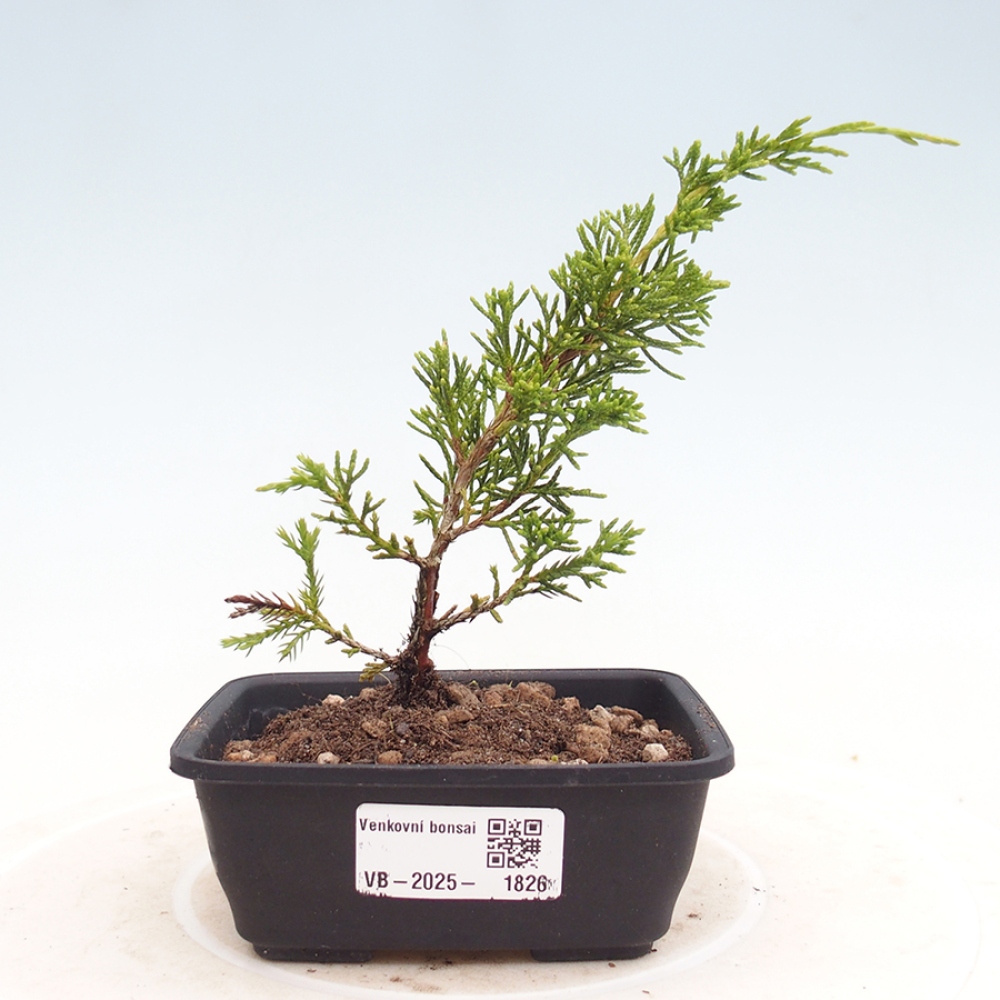 Vonkajší bonsai - Juniperus chinensis Itoigawa -Jalovec čínsky