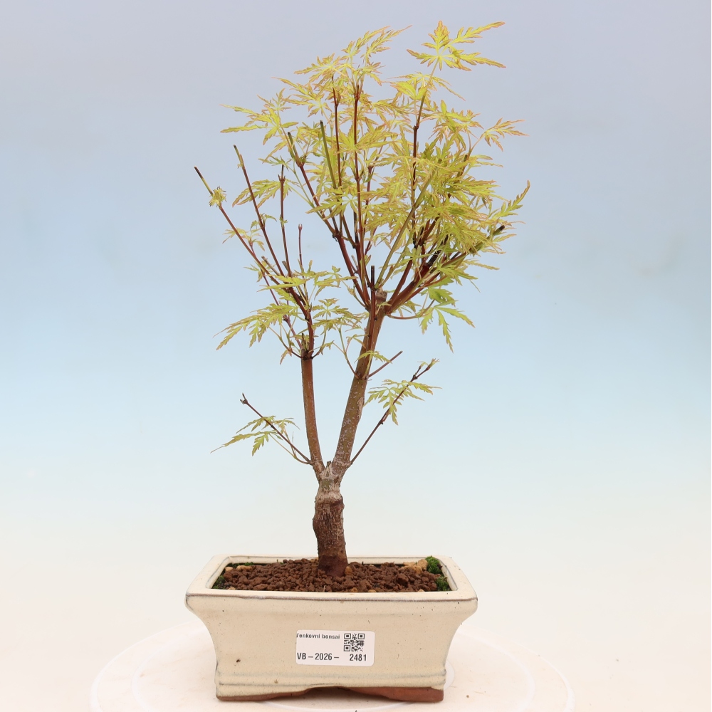 Vonkajší bonsai – Acer palmatum Dissectum – javor dlaňolistý 