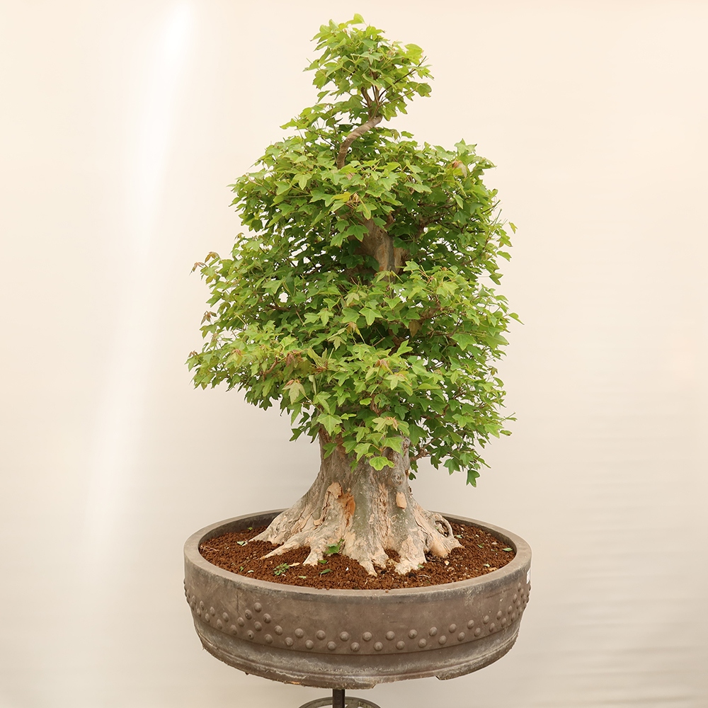 Vonkajšie bonsaje - Javor Burger - Acer Burgerianum