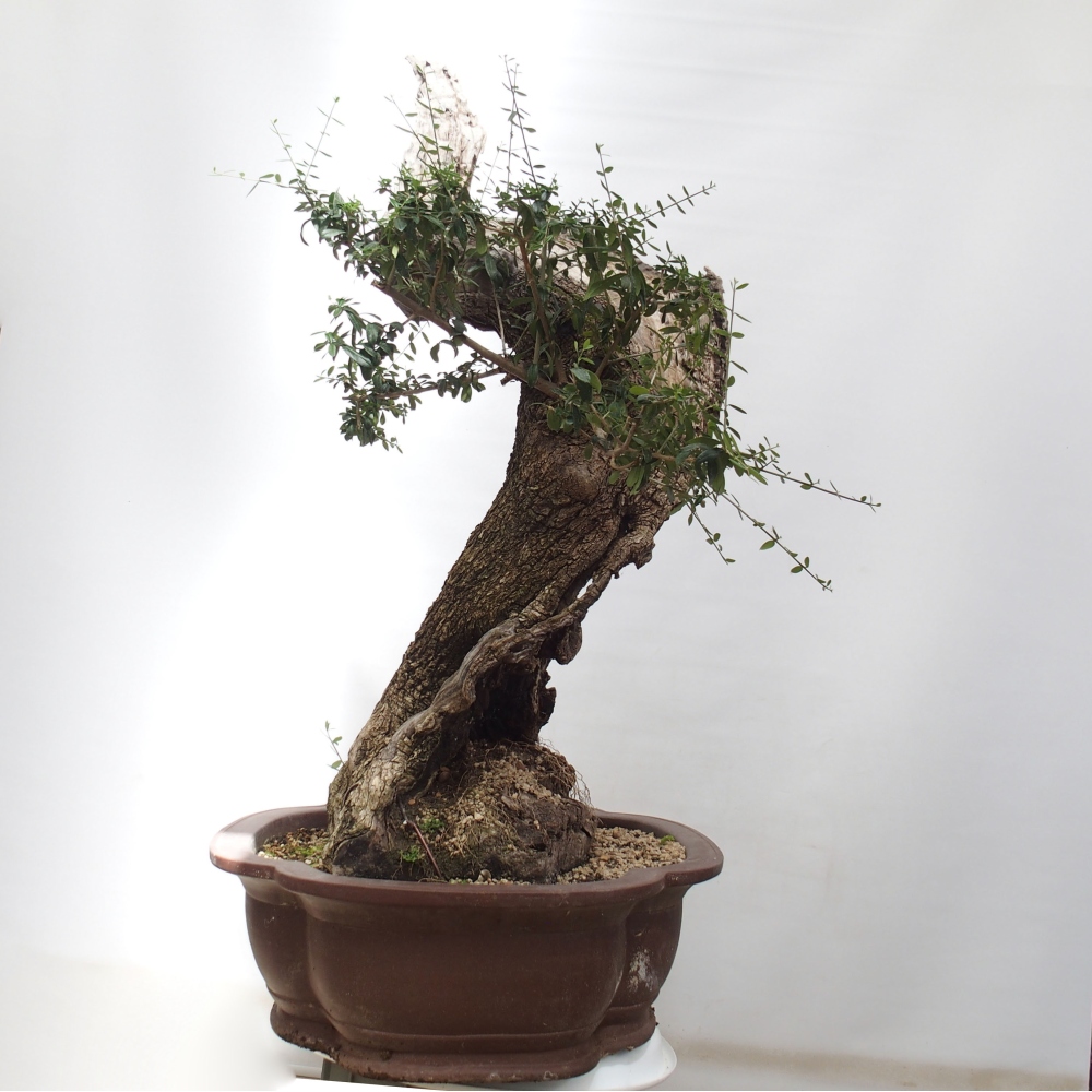 Izbová bonsai - Olea europaea sylvestris -Oliva evropská drobnolistá