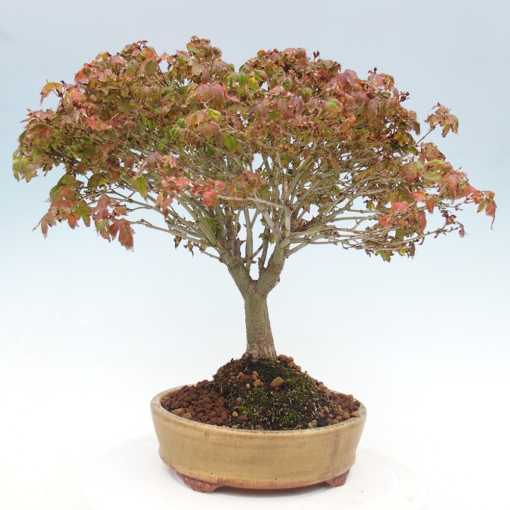 Acer palmatum KIOHIME - Javor palmetový