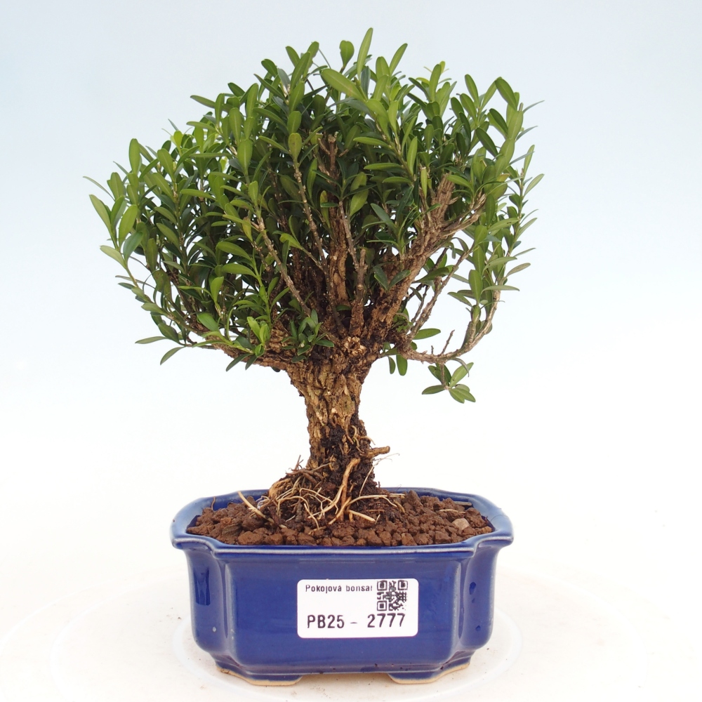 Izbová bonsai - Buxus harlandii -korkový buxus