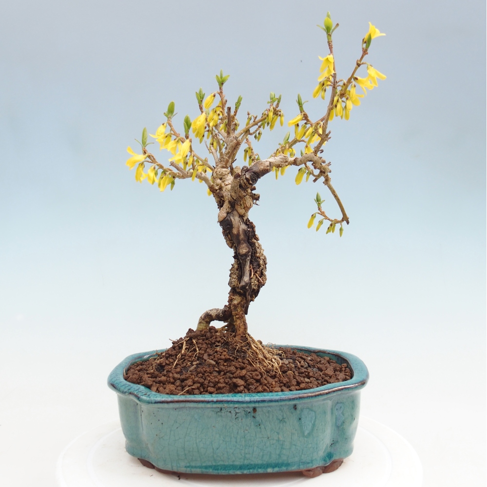 Vonkajší bonsai - Zlatice - Forsythia koreana