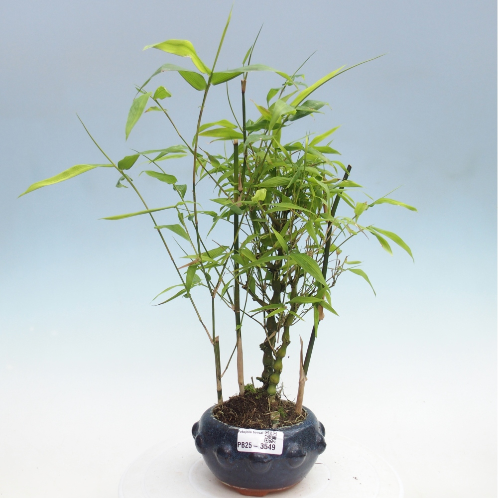 Izbové bonsaje - Bambusové brucho - Bambusové brucho