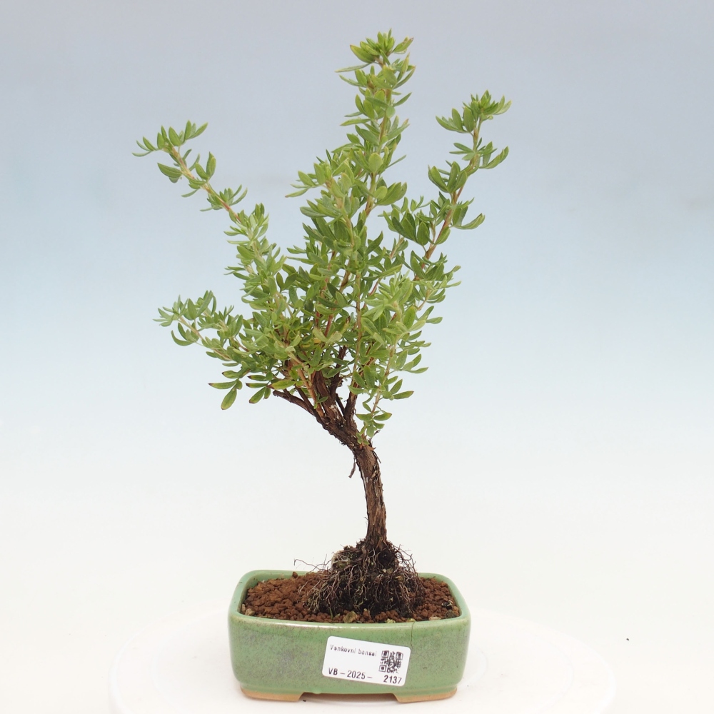 Vonkajšia bonsai-Nátržník krovitá - potentila fruticosa yellow Bird
