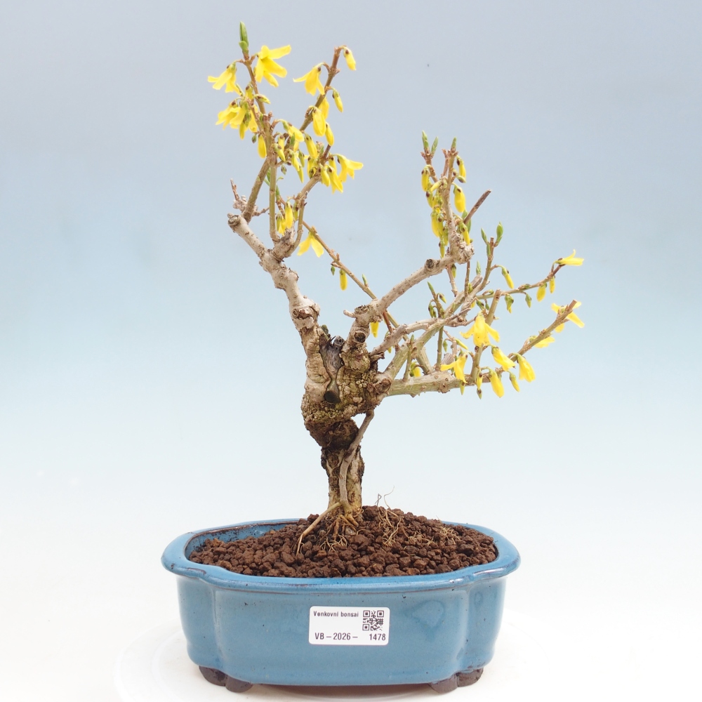 Vonkajší bonsai - Zlatice - Forsythia koreana