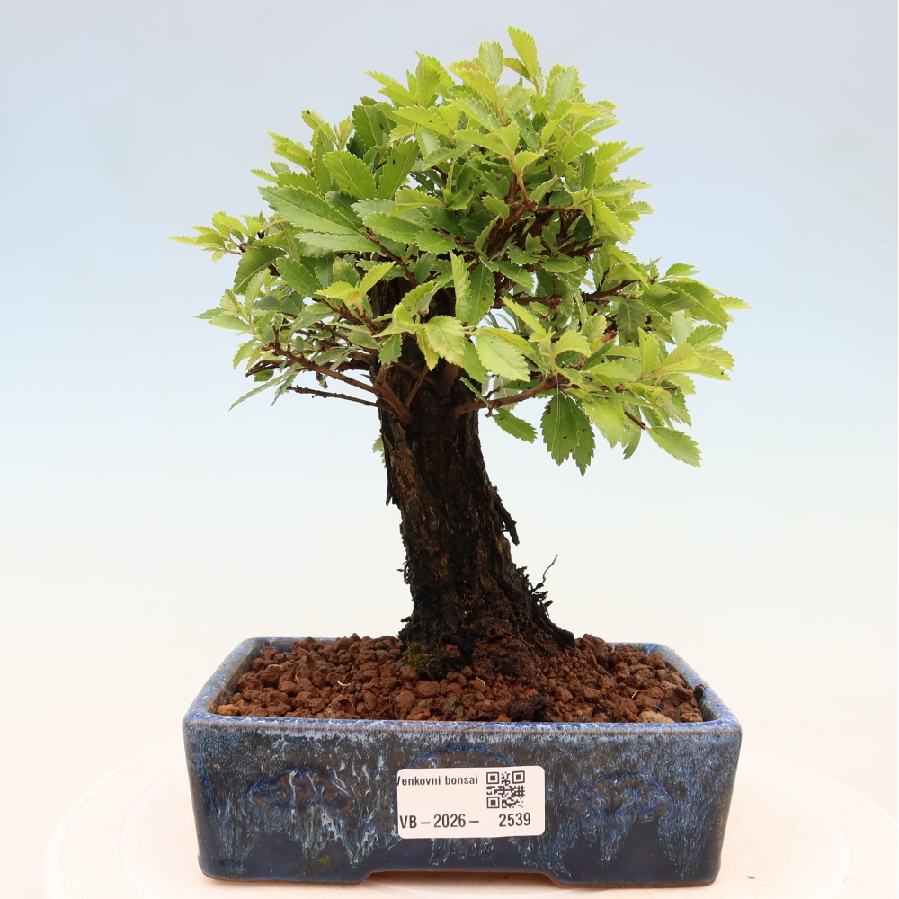 Vonkajšie bonsaje - Zelkova - Zelkova NIRE