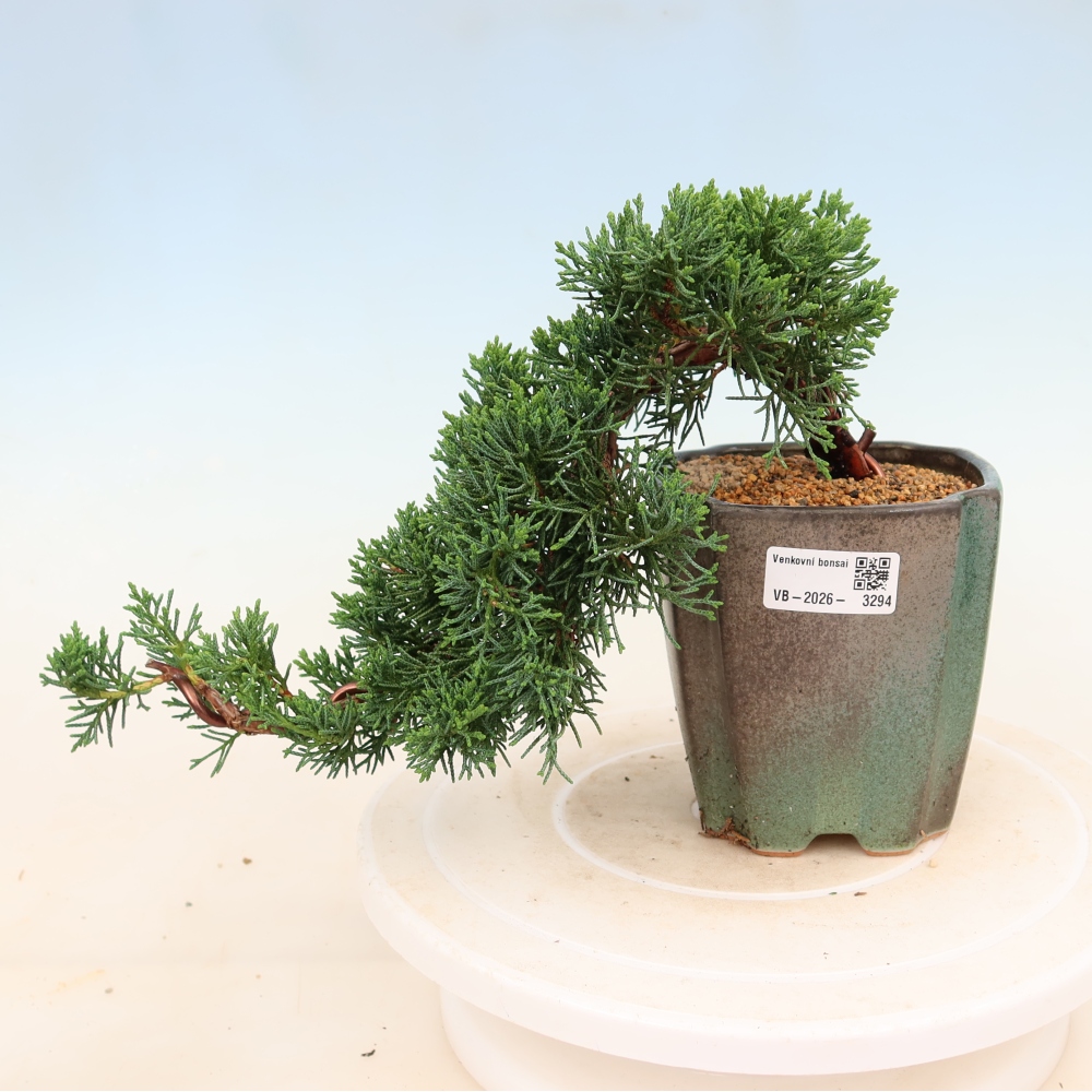 Vonkajší bonsaj - Juniperus chinensis Kishu