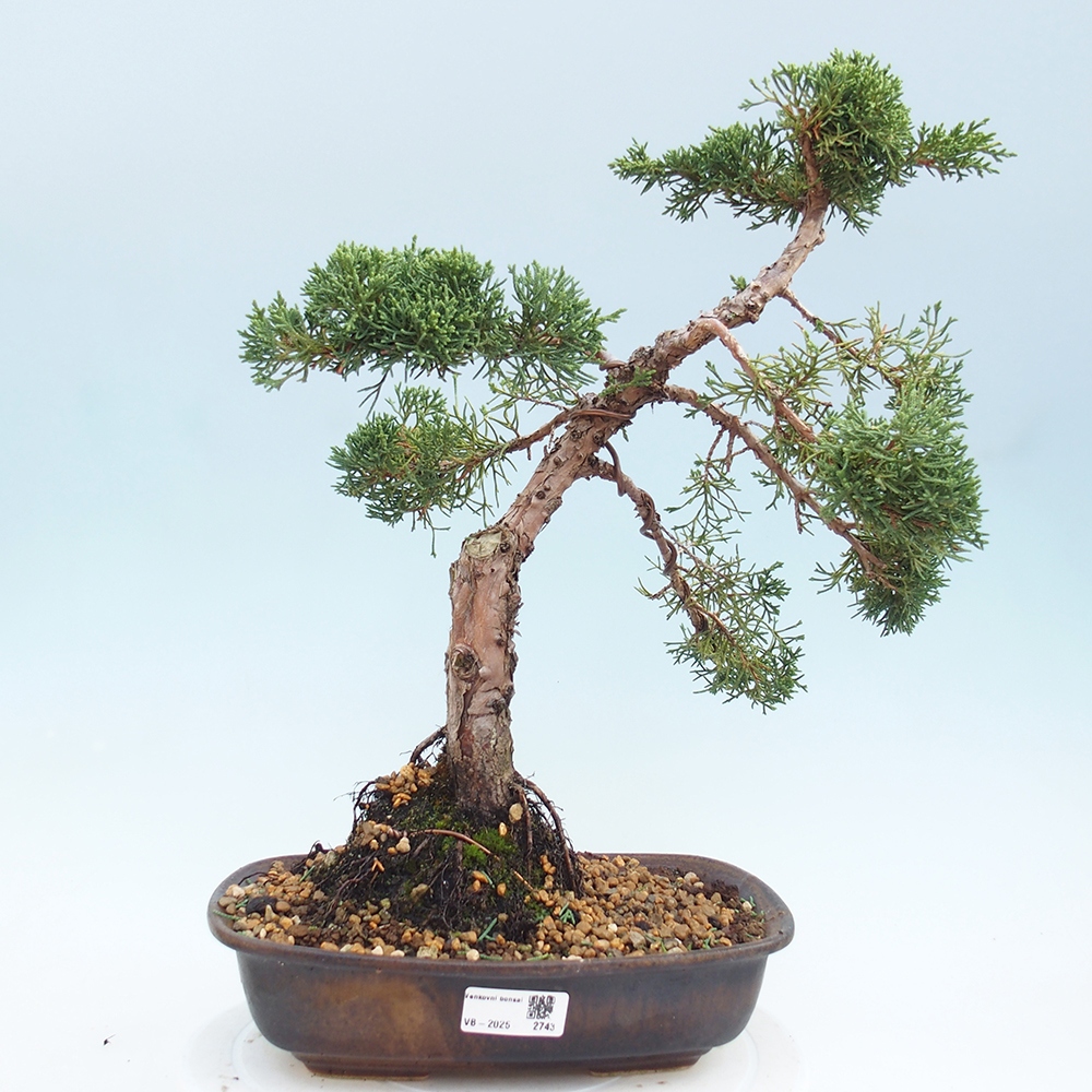 Vonkajšie bonsai - Juniperus chinensis Kishu -Jalovec čínsky