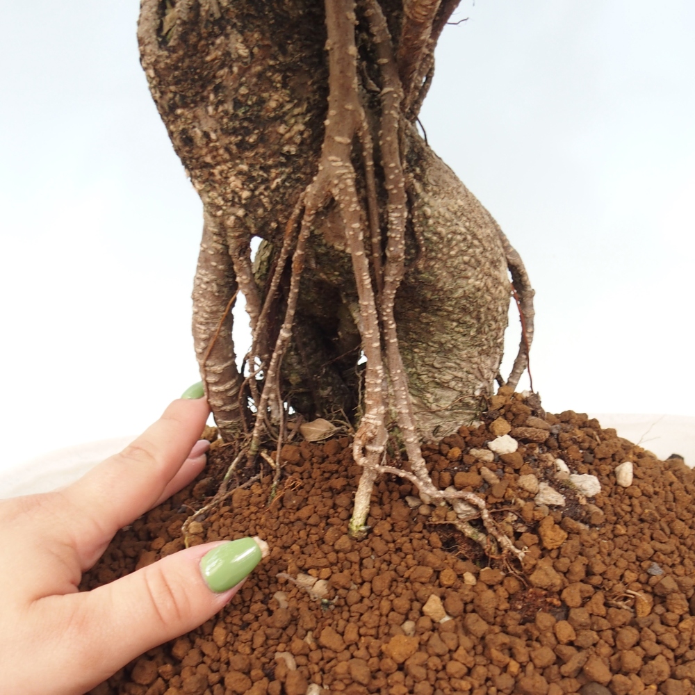 Izbový bonsaj - Ficus kimmen - drobnolistý fikus - len osobný odber alebo preprava na paletách
