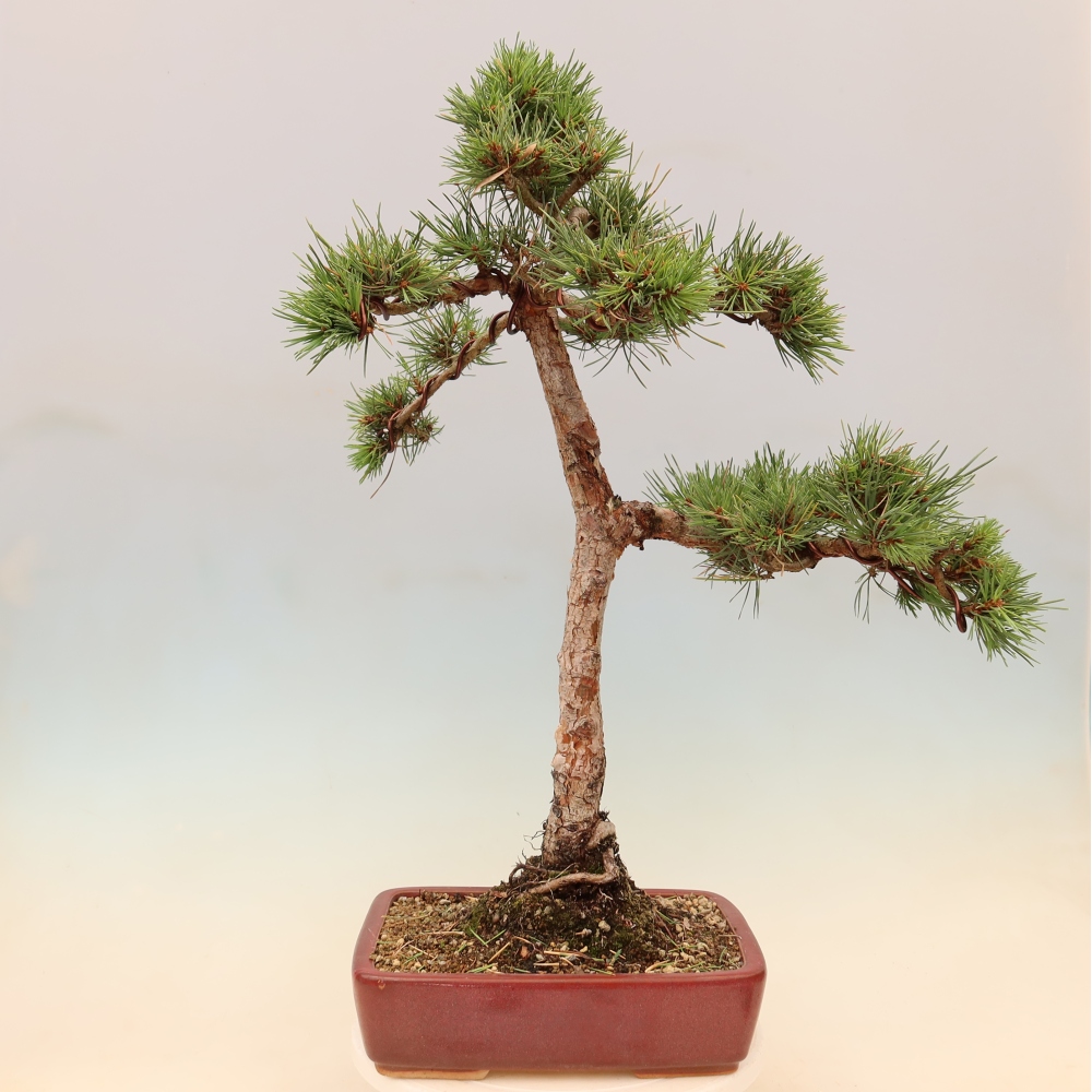 Vonkajšie bonsaje – Pinus Sylvestris Watererri – borovica lesná