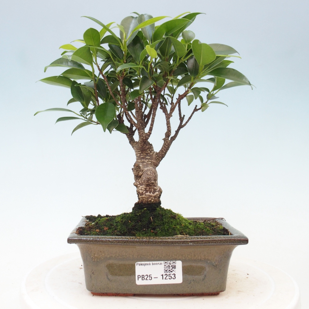Izbová bonsai - Ficus retusa - malolistý fikus
