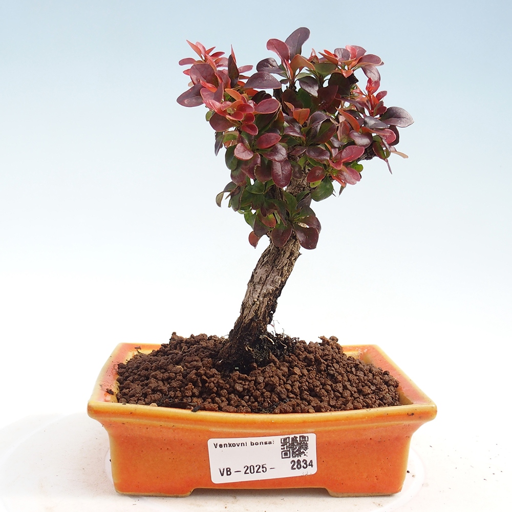 Vonkajší bonsaj - Berberis Thunbergii Bagatelle