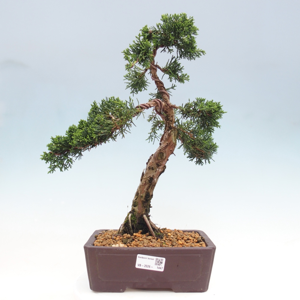Vonkajší bonsaj - Juniperus chinensis Kishu