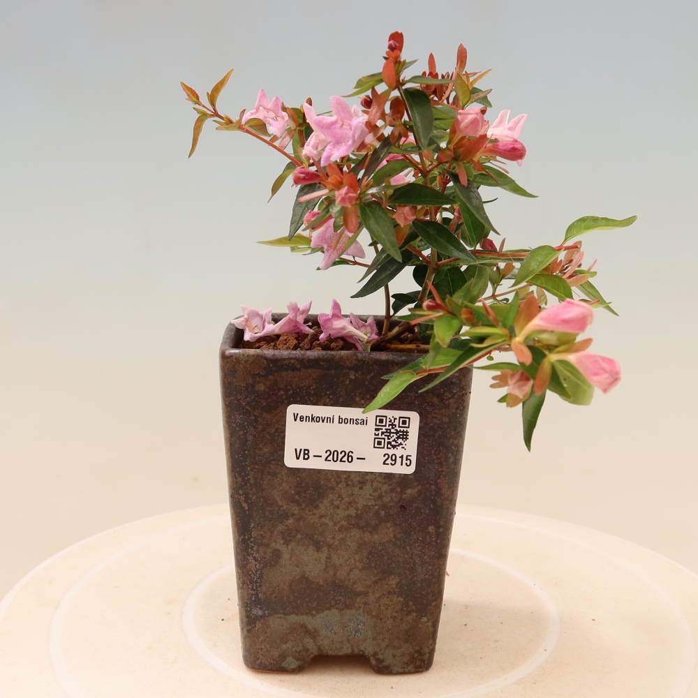 Vonkajší bonsai – Abelia Edward Goucher – Abelia veľkokvetá