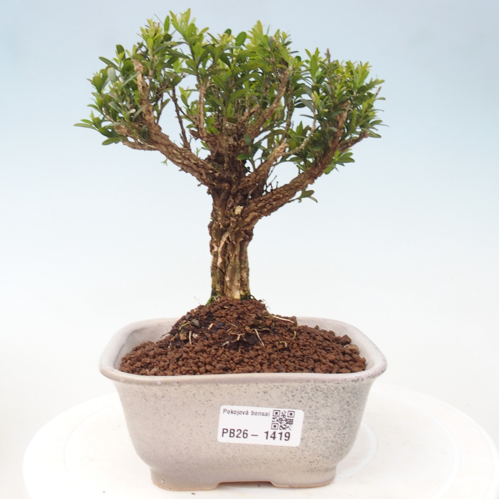 Izbové bonsaje - Buxus harlandii - korkový buxus