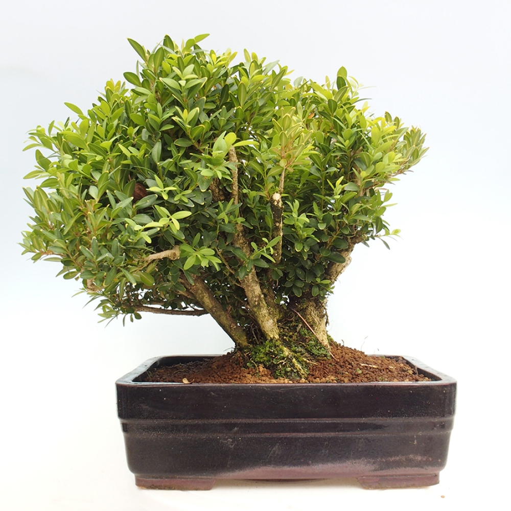 Vonkajšie bonsai - Buxus sempervirens - krušpán