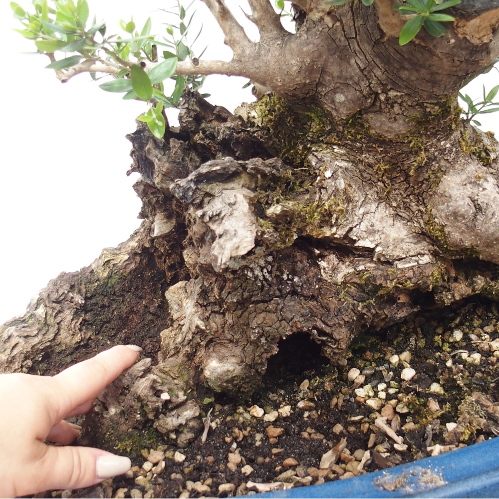 Izbová bonsai - Olea europaea sylvestris -Oliva evropská drobnolistá