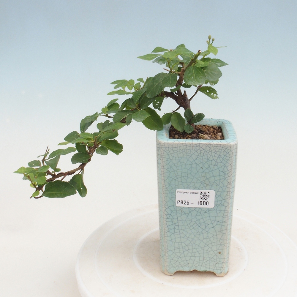 Izbová bonsai - Grewia occidentalis - Hviezdica levanduľová