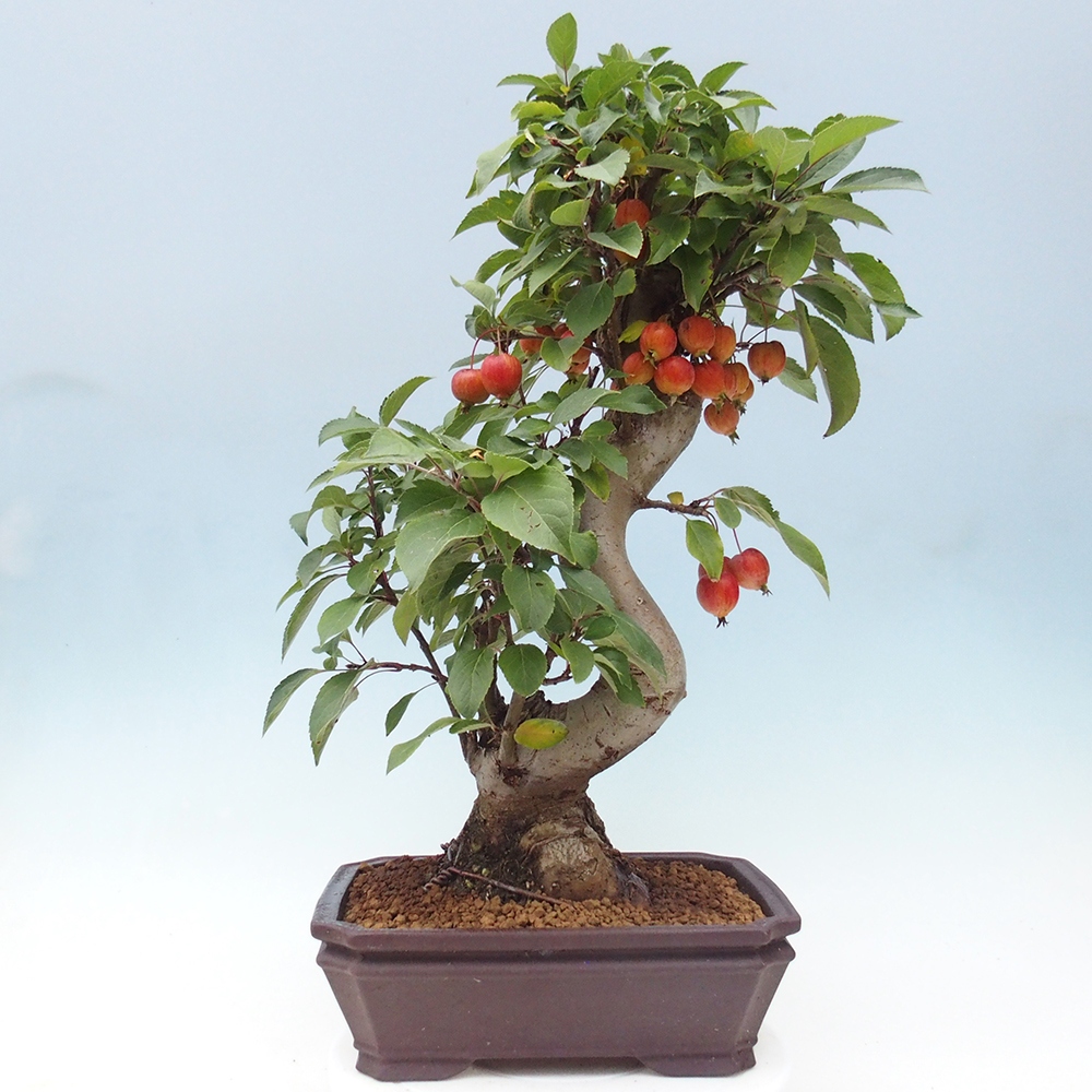 Vonkajší bonsai -Malus halliana - Maloplodá jabloň