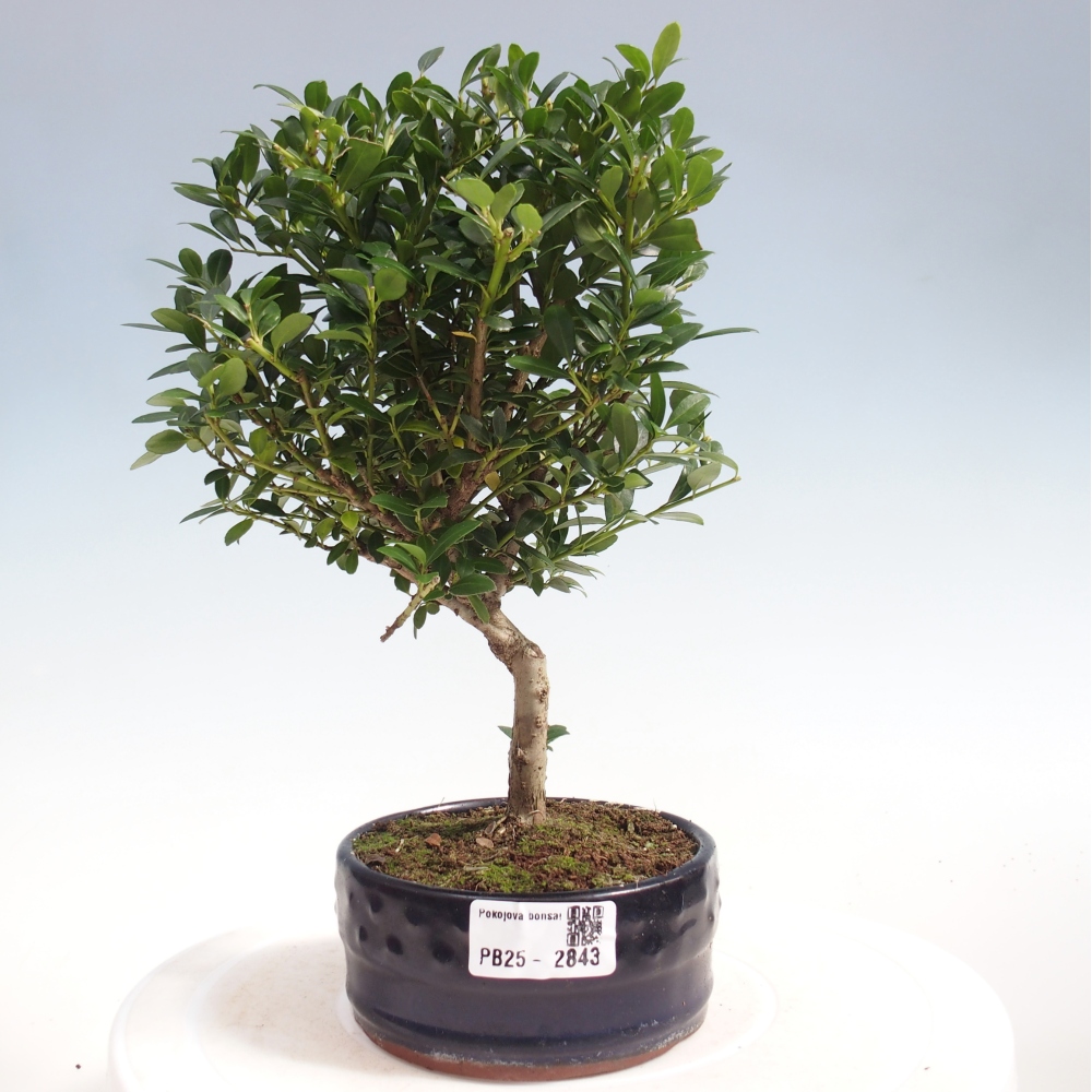 Izbová bonsai - Ilex crenata - Cezmína