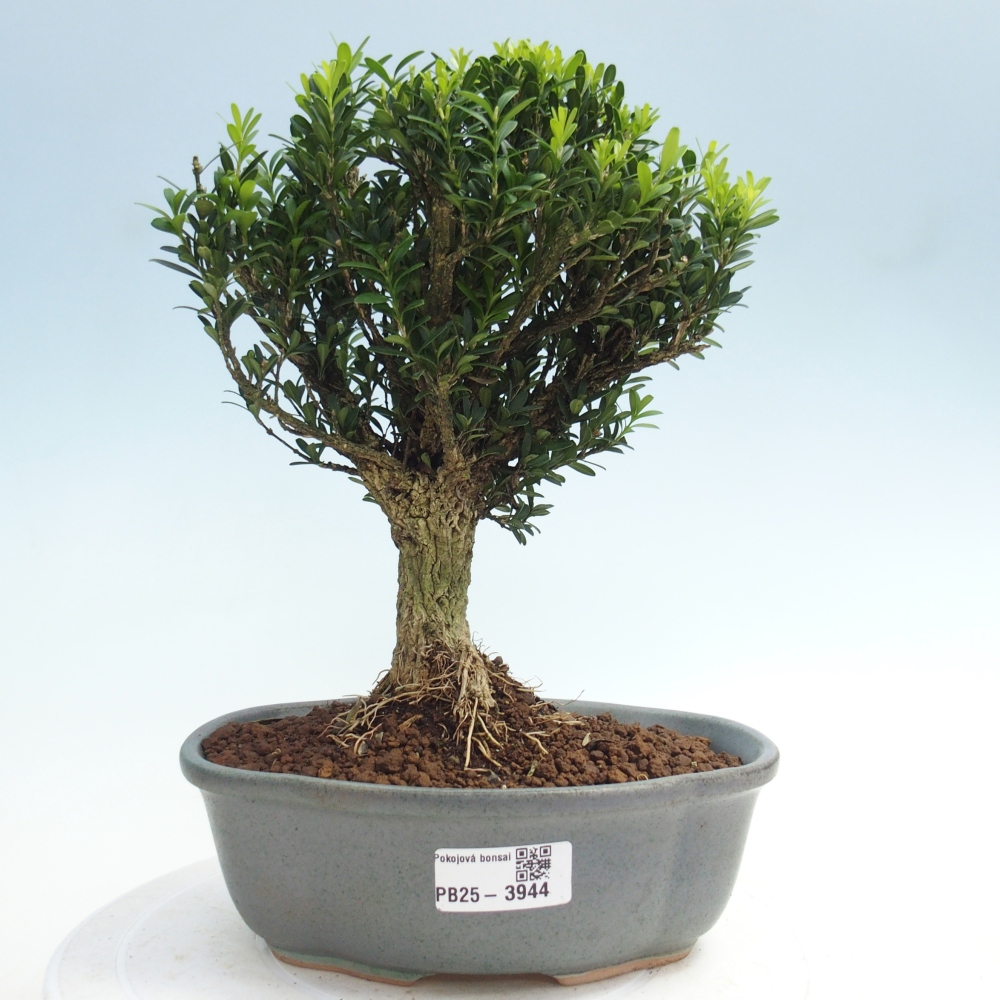 Izbové bonsaje - Buxus harlandii - korkový buxus
