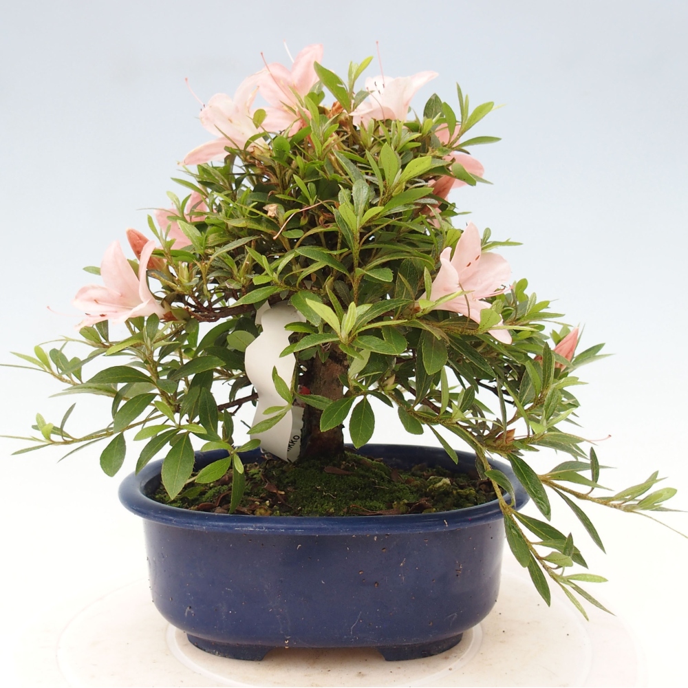 Vonkajší bonsai - Japonská azalka -  Azalea Nikko