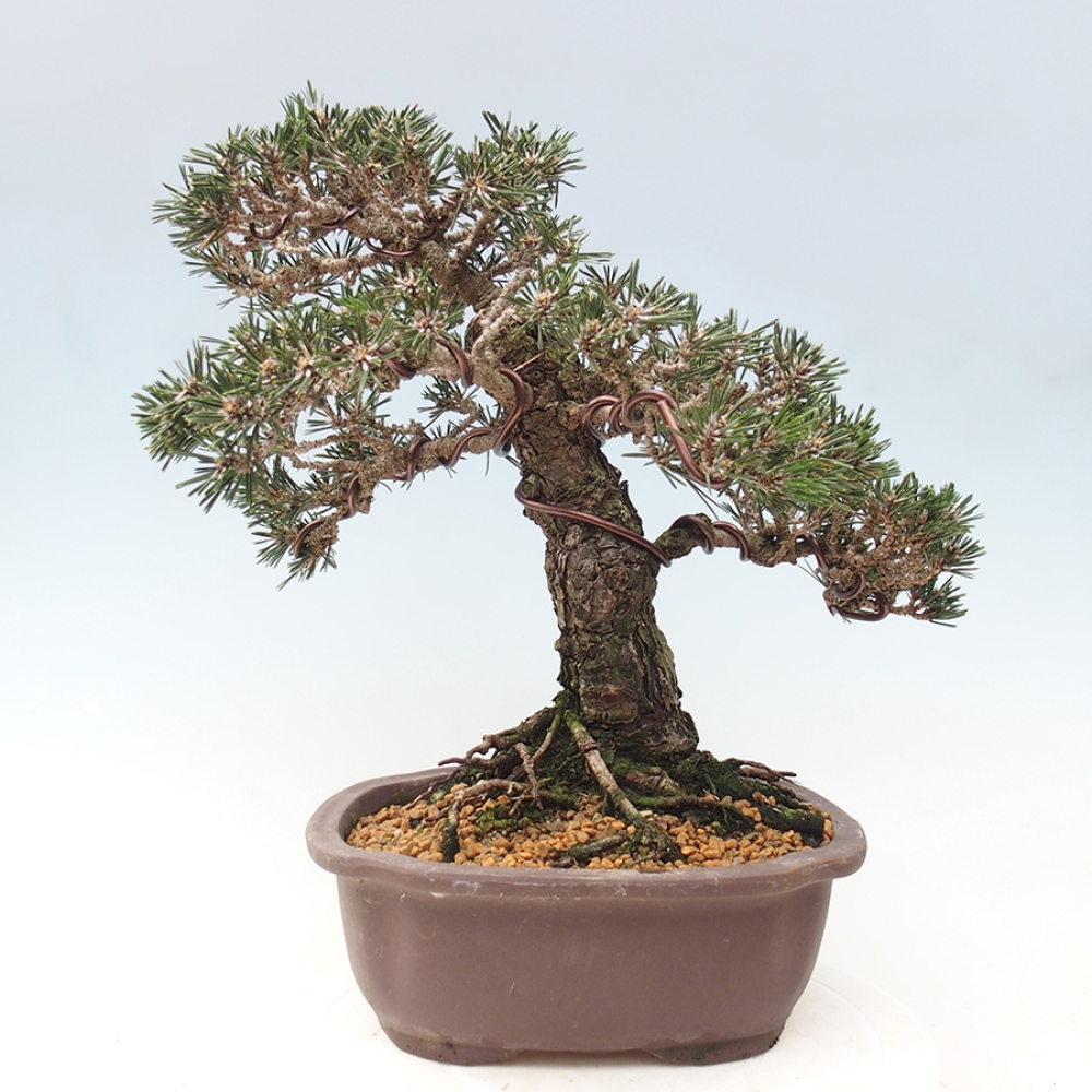 Vonkajšia bonsaj - Pinus thunbergii Kotobuki - borovica Thunbergova