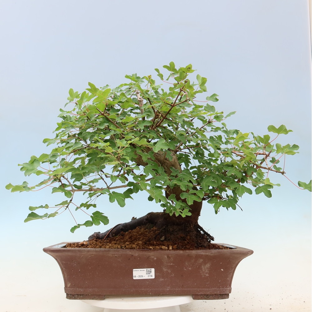 Vonkajšie bonsaje – javor poľný – Acer campestre