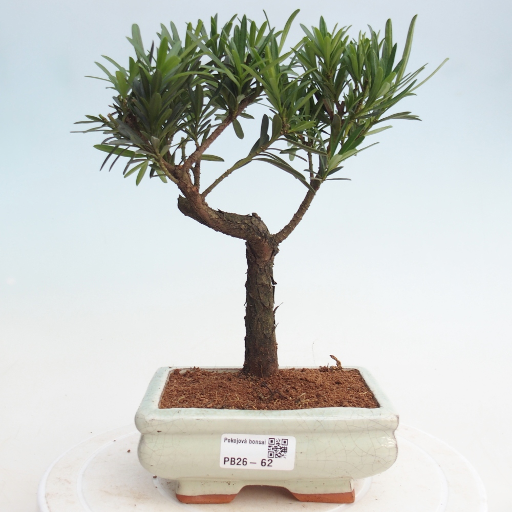 Izbová bonsai - Podocarpus - Kamenný tis