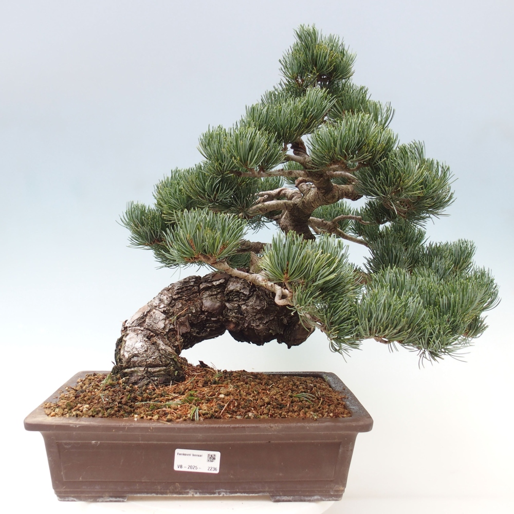 Vonkajšie bonsai - Pinus parviflora - Borovica drobnokvetá
