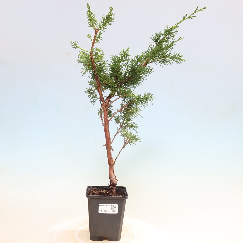 Vonkajší bonsaj - Juniperus chinensis Kishu