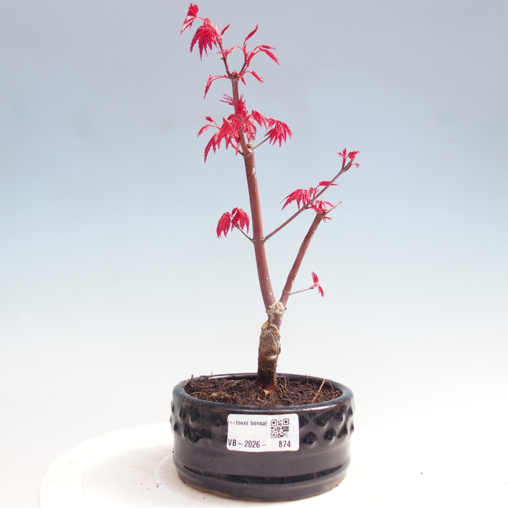 Vonkajší bonsaj - Acer palmatum DESHOJO