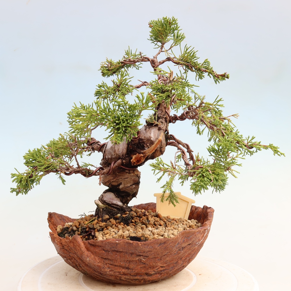 Vonkajší bonsai – Juniperus chinensis Itoigawa – čínsky jalovec