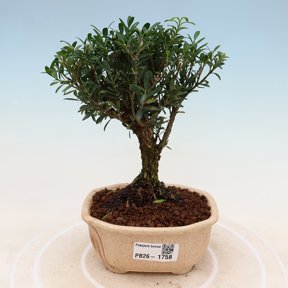 Izbové bonsaje - Buxus harlandii - korkový buxus
